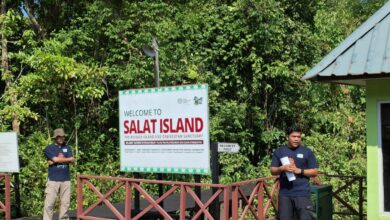 SSMS komitmen ESG melepasliarkan dua individu orangutan pada Pulau Salat