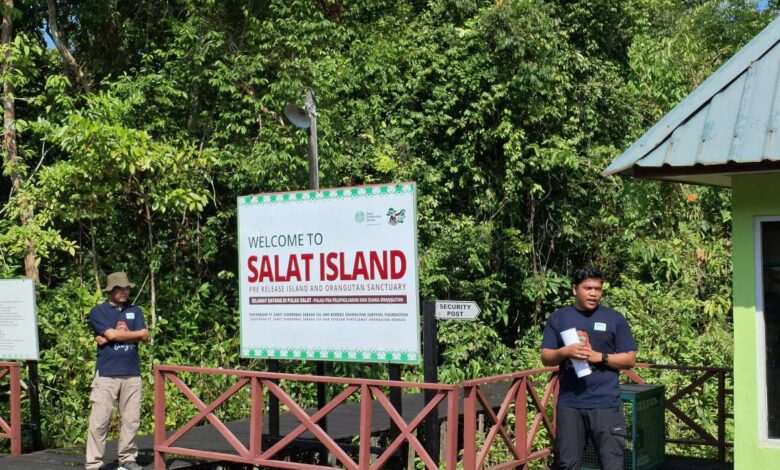 SSMS komitmen ESG melepasliarkan dua individu orangutan pada Pulau Salat