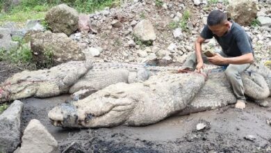 Sejumlah buaya lepas di dalam Cianjur, Begini Tips Menghindari Serangannya