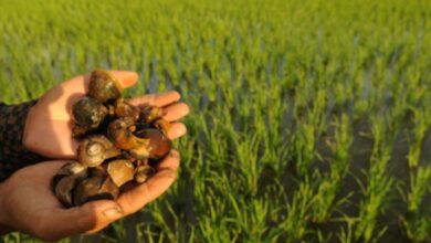 Peneliti BRIN Ungkap 5 Tim Keong Darat yang digunakan dimaksud Biasa Jadi Solusi Tradisional