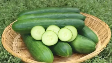 7 Sayuran Nyaris Tanpa Kalori, Pilihan Tepat untuk Diet Seimbang