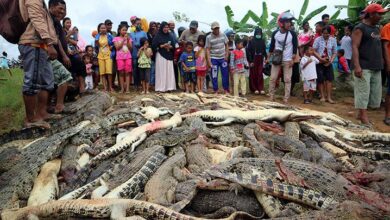 Logam Ponsel berikutnya Serangan Buaya, Apa Hubungannya?