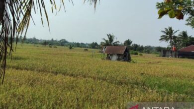 Kementan: Perluasan lahan sawah kunci menuju kedaulatan pangan