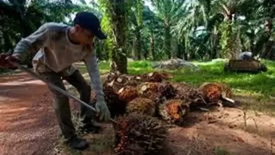Kebocoran pada Industri Sawit Rp300 Triliun, Gapki Segera Beri Keterangan pada Presiden