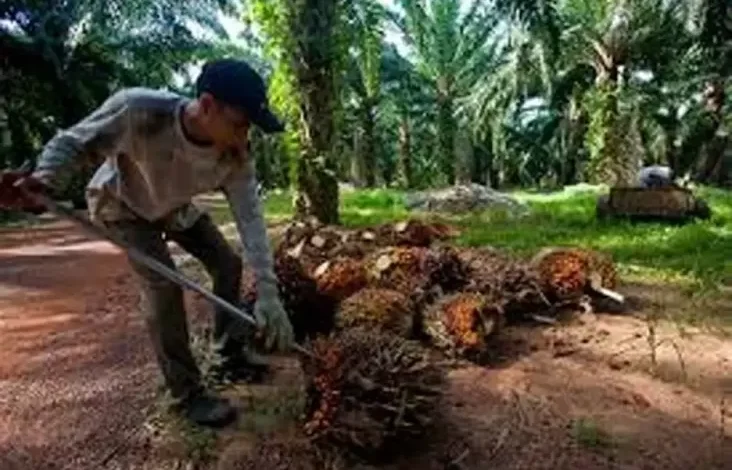 Kebocoran pada Industri Sawit Rp300 Triliun, Gapki Segera Beri Keterangan pada Presiden