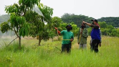 Reduksi CO2, Kilang Balongan Sulap 19,3 Ha Lahan Jadi Taman juga Kebun Mangga