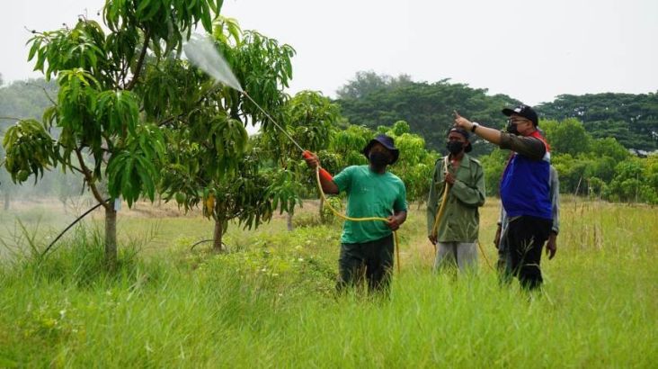 Reduksi CO2, Kilang Balongan Sulap 19,3 Ha Lahan Jadi Taman juga Kebun Mangga