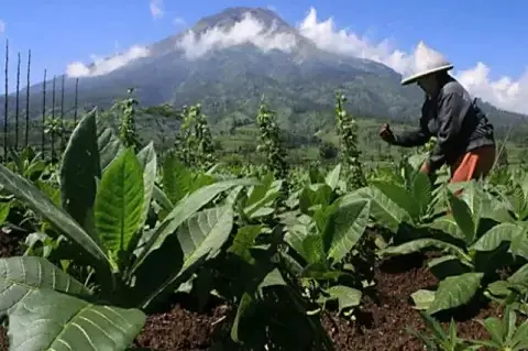 Rugikan Petani, APTI Tolak Rencana Kebijakan Kemasan Rokok Polos