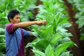 Soal Kemasan Rokok Polos, Petani Minta Dilindungi Bukan Dikebiri