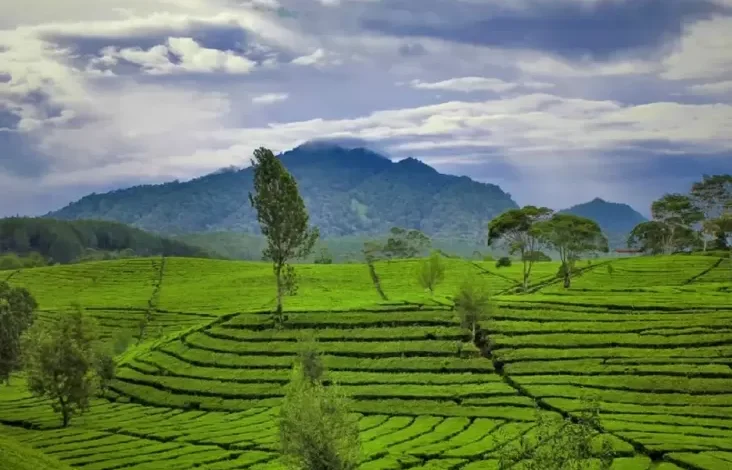 15 Destinasi Wisata Kebun Teh dalam di Indonesia, Nomor 7 Tempat Syuting Film Petualangan Sherina