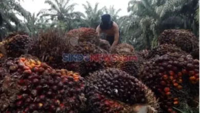 Akademisi: Stigma Negatif LCPKS sebagai Limbah Sangat Sangat Membahayakan Perlu Dihapus