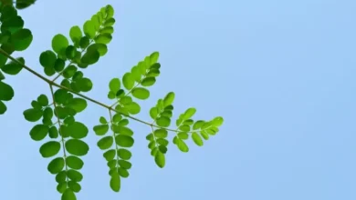 Apakah Daun Kelor Bisa Menurunkan Darah Tinggi kemudian Kolesterol?