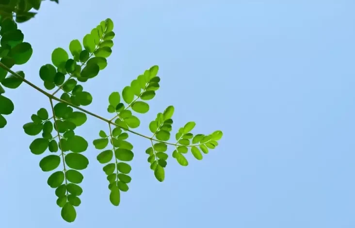 Apakah Daun Kelor Bisa Menurunkan Darah Tinggi kemudian Kolesterol?