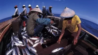 Pakar Sebut Budidaya Tuna Solusi untuk Atasi Kelangkaan