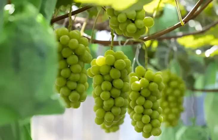 Thailand Umumkan Penemuan Residu Kimia pada Anggur Shine Muscat, Hal ini adalah Dampaknya bagi Sektor Aspek Kesehatan
