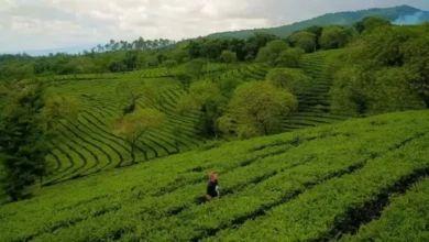 10 Rekomendasi Tempat Wisata Sejuk di tempat area Malang, Pilihan Liburan Akhir Tahun Bersama Keluarga