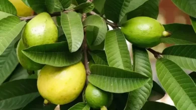 7 Manfaat Konsumsi Daun Jambu Biji 3 Kali Seminggu, Baik untuk Penderita Diabetes