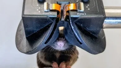 Headset VR untuk Tikus Diciptakan, Hal ini adalah Tujuannya