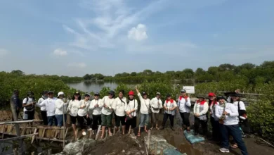 Kurangi Emisi Karbon, PIS Tanam 10.000 Mangrove