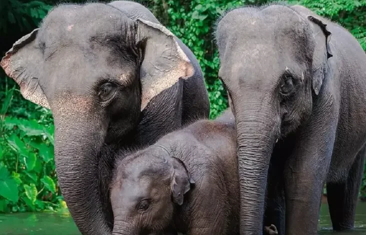 Mau Berkunjung ke Taman Safari Bogor? Kenali 3 Jenis Tiket Masuk juga juga Perbedaannya!