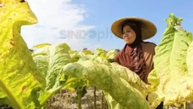 Aturan Pengamanan Zat Adiktif Dinilai Timbulkan Pengaruh Ganda bagi Petani Tembakau