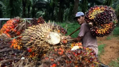 Rencana Prabowo Perluas Kebun Sawit Perlu Dikawal Bersama, 17 Juta Petani Beri Pendukung