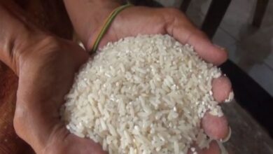 Bapanas Minta Penyerapan Beras lalu Jagung oleh Bulog Dikawal Ketat