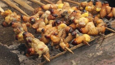 Deretan Serangga yang tersebut yang disebutkan Jadi Makanan Khas Daerah pada Indonesia, Bisa Jadi Pengganti Makanan Bergizi Gratis?