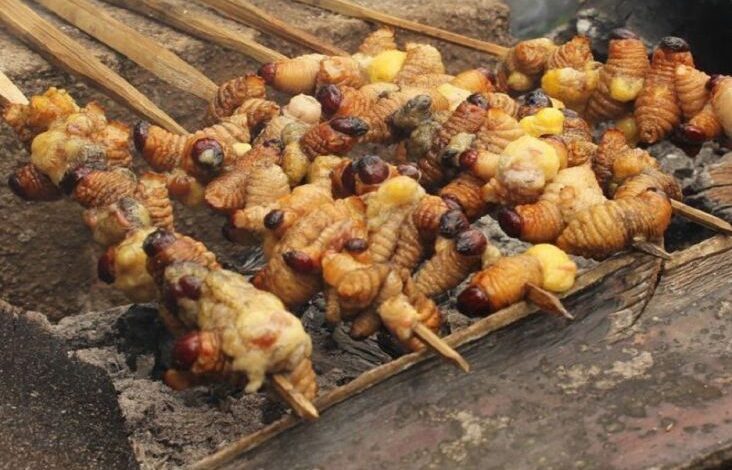 Deretan Serangga yang tersebut yang disebutkan Jadi Makanan Khas Daerah pada Indonesia, Bisa Jadi Pengganti Makanan Bergizi Gratis?