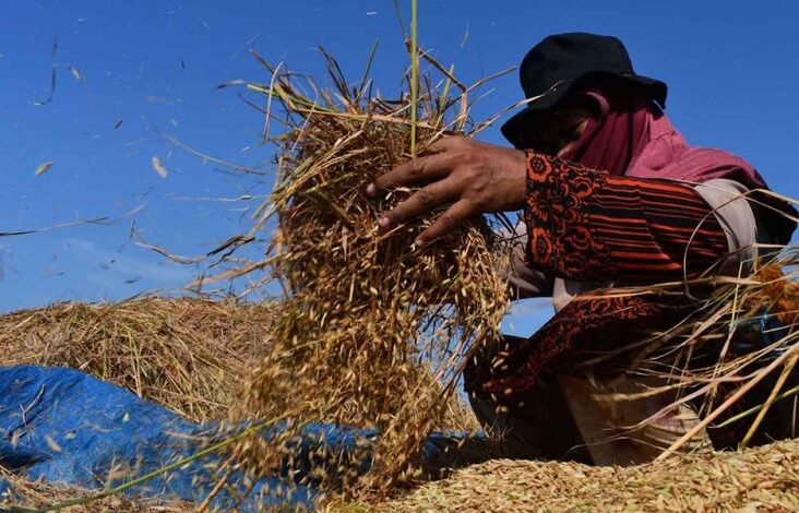 Harga Gabah Ambles Sentuh Rp5.300, Swasembada Terancam Gagal