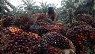 Kepala Studi Sawit IPB: Banyak Kawasan Hutan yang digunakan Tidak Berhutan Bisa Ditanami Sawit