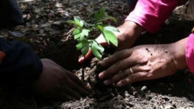 Penghijauan juga Pengembangunan Sarana Pendidikan Jadi Fokus Menguatkan Konsekuensi Sosial Lingkungan