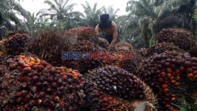 Rencana Prabowo Terkait Sawit, Bukan Deforestasi Justru Reforestasi