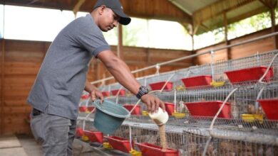 SIG Bantu Komunitas Peternak Puyuh Andalas Memproduksi 4.000 Telur per Hari