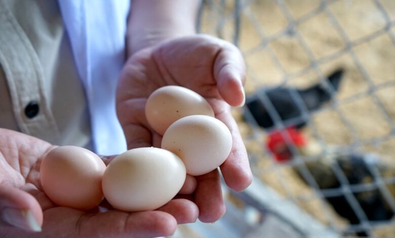 Rahasia komposisi telur ayam kampung lalu manfaatnya
