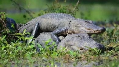 Apakah Buaya Fauna yang tersebut Setia? Hal ini adalah Faktanya yang mana Mengejutkan