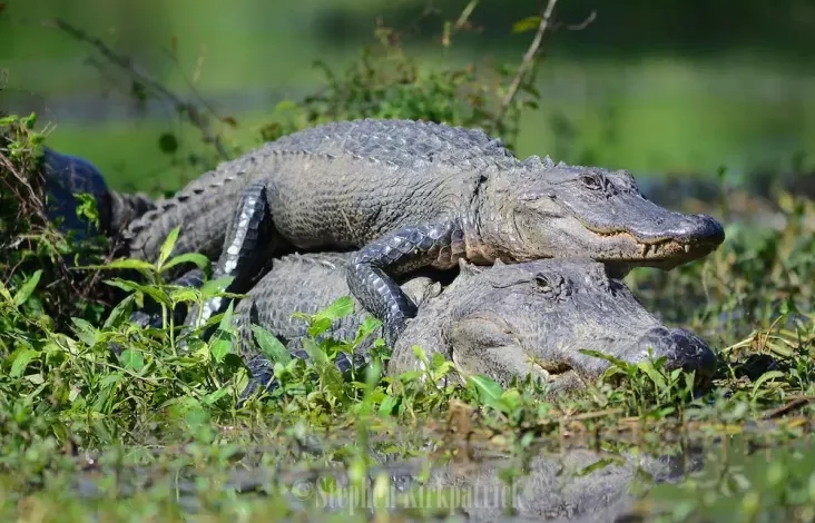 Apakah Buaya Fauna yang tersebut Setia? Hal ini adalah Faktanya yang mana Mengejutkan