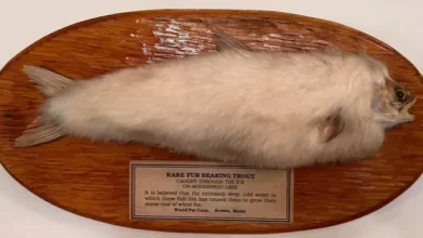 Ikan Berbulu Tertangkap Nelayan pasca Puluhan Tahun Dinyatakan Punah