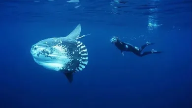 Jepun Temukan Cara Menghibur Ikan Mola-mola yang tersebut digunakan Kesepian