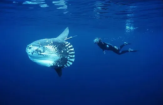 Jepun Temukan Cara Menghibur Ikan Mola-mola yang tersebut digunakan Kesepian