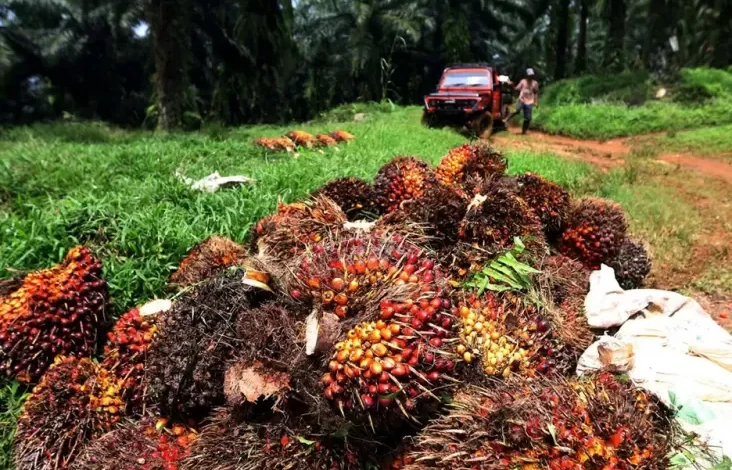Lahan Sawit Diubah Jadi Kawasan Hutan Ditolak Petani, Hal ini Alasannya
