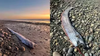 Mengapa Ikan Kiamat Dikaitkan dengan Bencana Alam, Ini adalah adalah Jawaban Ilmiahnya