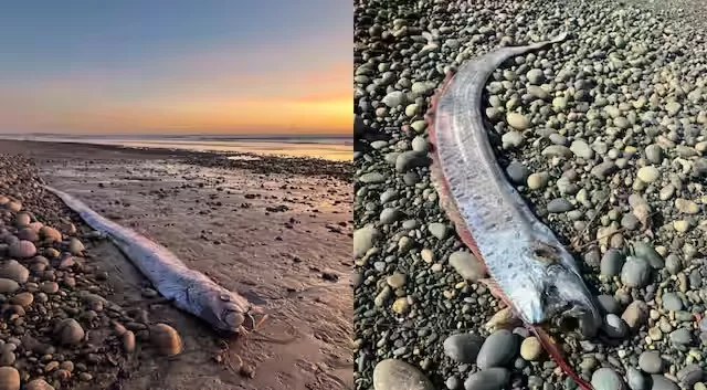 Mengapa Ikan Kiamat Dikaitkan dengan Bencana Alam, Ini adalah adalah Jawaban Ilmiahnya