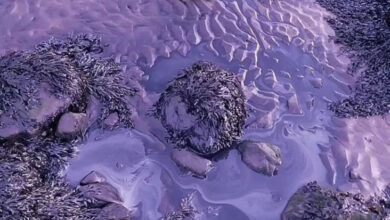 Pantai Lancashire Berubah Warna Jadi Ungu dari Biru