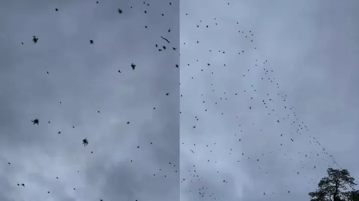 Banyak Laba-laba Berjatuhan dari Langit, Ini adalah adalah Penyebabnya