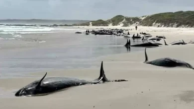 Banyak Paus Pembunuh Terdampar di dalam di Pantai Tasmania