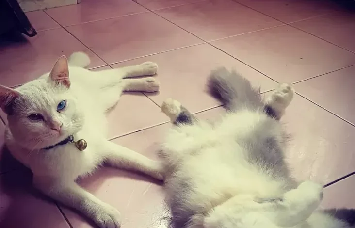 Skotlandia Minta Jadikan Kucing Makhluk Hidup yang digunakan dimaksud Dilindungi
