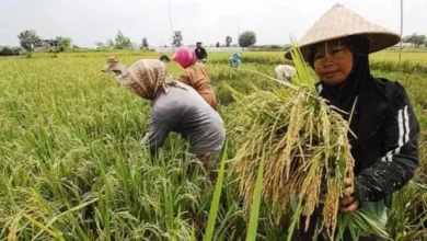Target Swasembada Pangan 2027 Diyakini Mampu Diwujudkan