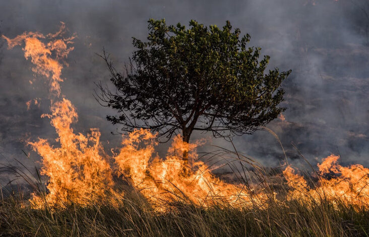 Cuaca Kering Picu Kebakaran Hutan Besar di dalam tempat Korea Selatan