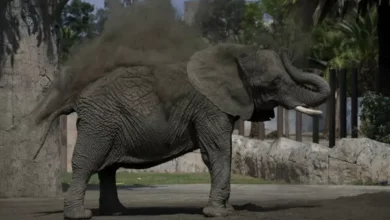 Gajah Paling Sedih di Planet Terdekteksi Depresi Selama 8 Tahun